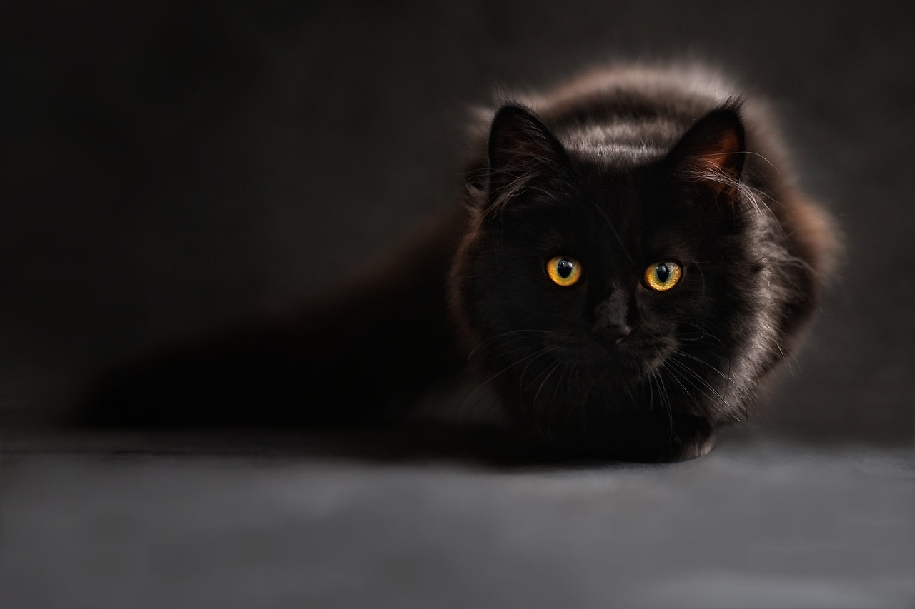 Black week fekete macska